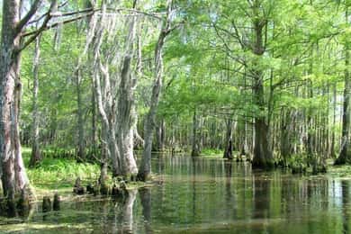 New Orleans: Tour in barca della palude di Honey Island con una guida