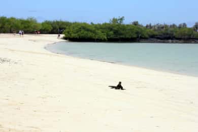 Sustainability and conservation: Tortuga Bay in Galapagos
