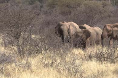 Windhoek: Elephant Tracking Tour with Hotel Pickup