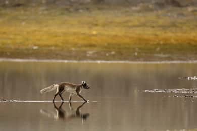 Longyearbyen: Wildtier-Safari und Wander-Fototour