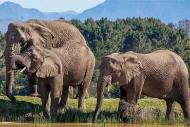 Cape Town: 7-Day Garden Route Safari Adventure