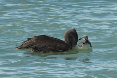 From Merida: Celestun Biosphere Reserve Day Trip