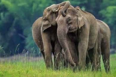 Dagtocht naar Polonnaruwa met olifantensafari in Minneriya NP