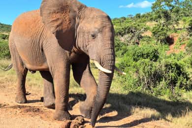 ADDO ELEPHANT PARK