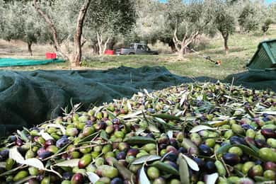 Matera: Olive harvest with brunch and visit to the mill