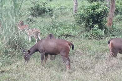 Excursión de un día a Chitwan ( Piragüismo+Paseo por la jungla+ Safari en jeep )