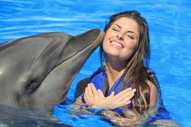 Cabo San Lucas: Dolphin Trainer For a Day Experience