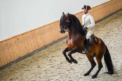 Lisboa: Portugisisk rideskole som trener med lusitanohester