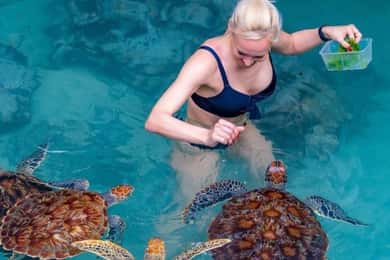 Jozani forest, Visit Sea turtles Sanctuary and Stone town