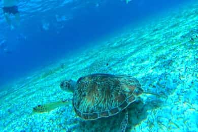 Cozumel: snorkeling on reefs + visit to "El Cielo"
