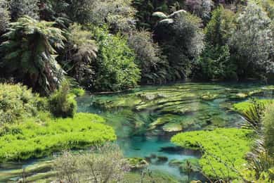 Auckland: Excursão privada a Hunua Falls e Blue Springs