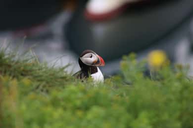Reykjavik: 1-Hour Puffin Watching Tour