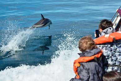 Dolphin Watching Adventure