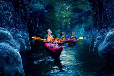 Tauranga: Evening Glowworm Kayak Tour