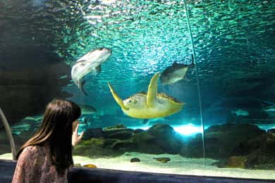 Eintrittskarte für das Ozeanarium von Astana