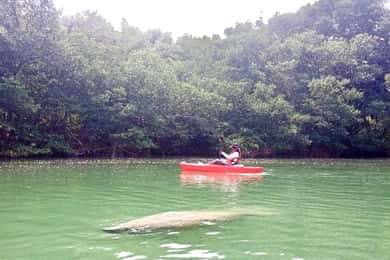 Miami: Paddleboard- eller kajaktur under Manatee-säsongen
