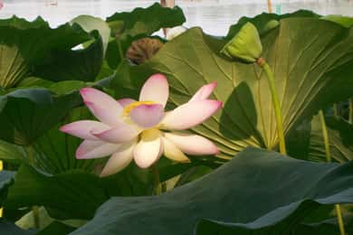 Mantova: Lago Superiore fra i fiori di Loto