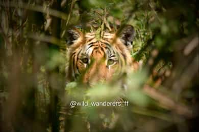 Chitwan: Full-Day Safari Canoeing and Jungle Walk and Jeep