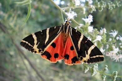 Rhodes: Butterfly Valley & Wine Tasting Tour (Small Group)