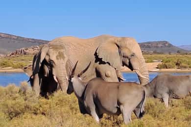 Exclusive African Big 5 Safari Adventure in Cape Town