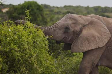 Cape Town: 10-Day Garden Route, Winelands & Cape Point Combo