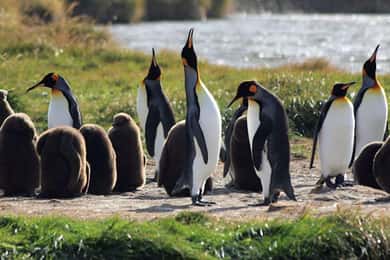Punta Arenas: King Penguin Park and Tierra del Fuego Trip