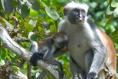 Занзибар: Екскурзия до гората Джозани и фермата за подправки с трансфер
