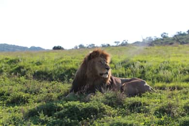 Port Elizabeth: Schotia Private Game Reserve Safari