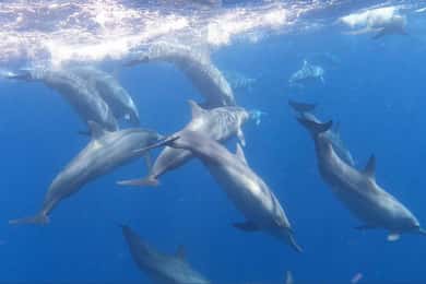 Bali/Lovina: Sunrise Dolphin Snorkel & Waterfall Cliff Jump