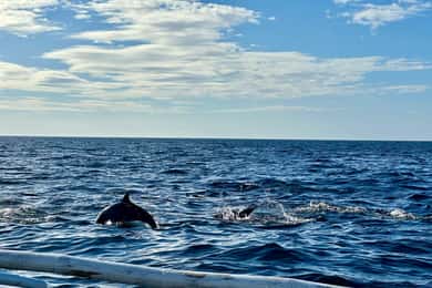 Bohol Balicasag Is Private Tour and Dolphin Watching