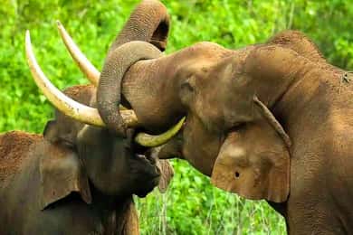 Coimbatore to Hill Station & Wildlife Safari Day Tour