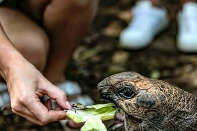 Sansibar: Tour zur Gefängnisinsel und zu den Schildkröten – mit Abholung vom Hotel
