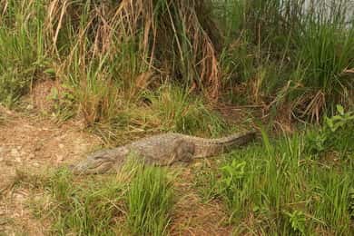 Chitwan: Excursión de 4 días al Parque Nacional de Chitwan para un Safari con Tigres