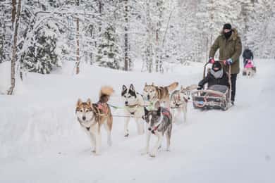 Levi: Skovtrolden - To-dages Husky-safari
