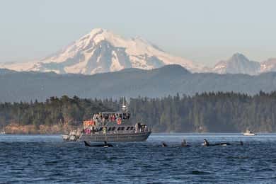 Orcas Island: Whale and Orca Guided Speedboat Tour