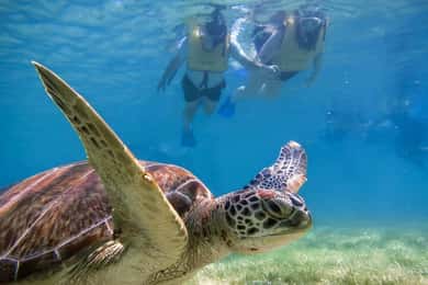 Tulum : Ruines, tortues et cénotes - Aventure