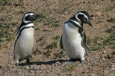 Cruise Shore Excursion Pta Tombo (penguins)