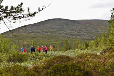 Levi: Pallas panoramavandring