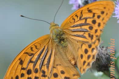 BUTTERFLIES - WATCHING