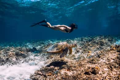 Denpasar: Private Snorkel and City Tour with Hotel Transfers