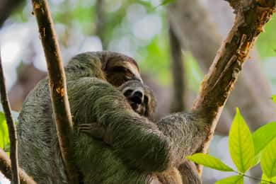 Manuel Antonio Park: Guided Walking Tour with a Naturalist