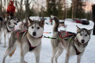 Luleå: Kör ditt eget husky-team 20 km