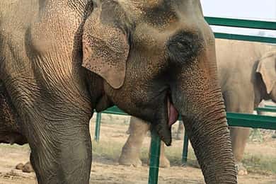 Excursión de 2 días a Delhi con el Santuario de Elefantes y Osos Wildlife SOS