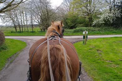 York: Horse Drawn Carriage ride & Cream Tea