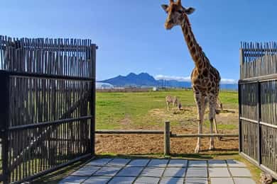 Cape Town Giraffe House, Cheetah Encounter and Wine Tasting