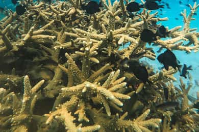 Koh Kood or Koh Rang: Snorkeling trip with lunch & transfer