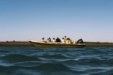 De Faro: Eco Tour Ria Formosa guiado por Biólogo Marinho