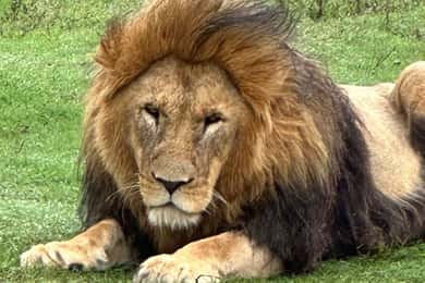 Port Elizabeth: Schotia Game Reserve Safari with Port Pickup