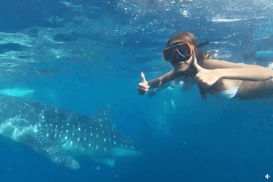 Cebu: Aventura de mergulho com tubarão-baleia em Oslob e Moalboal