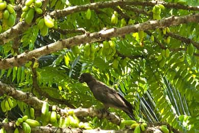 Praslin : excursion d'une journée à ValleDeMai, CoteD'orMuseum et AnseLazio